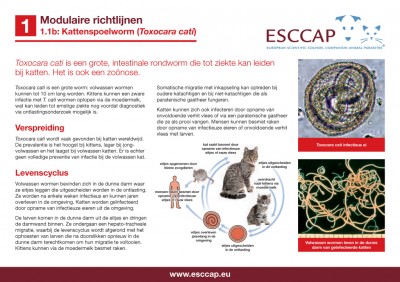 1.1B - Kattenspoelworm (Toxocara cati)