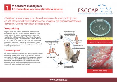 1.3 - Subcutane wormen (Dirofilaria repens)