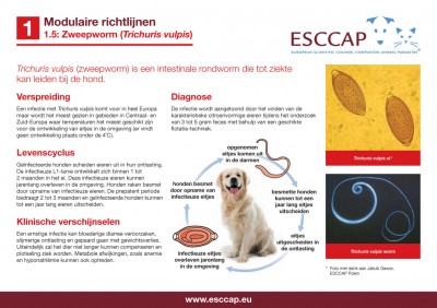 1.5 - Zweepworm (Trichuris vulpis)
