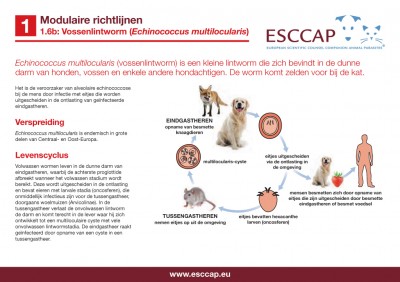 1.6B - Vossenlintworm (Echinococcus multilocularis)