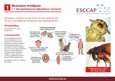 1.7 - Hondenlintworm (Dipylidium caninum)