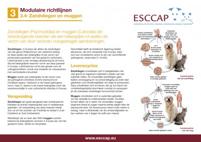 3.4 - Zandvliegen en muggen