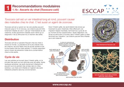 1.1B - Ascaris du chat Toxocara cati