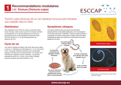 1.5 - Trichure Trichuris vulpis