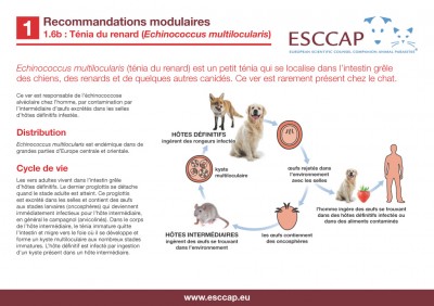 1.6B - Ténia du renard Echinococcus multilocularis