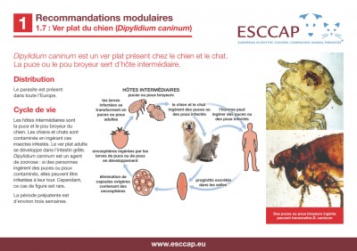 1.7 - Ver plat du chien Dipylidium caninum