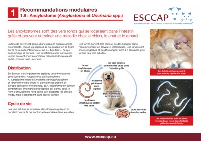 1.9 - Ancylostome (Ancylostoma et Uncinaria spp)