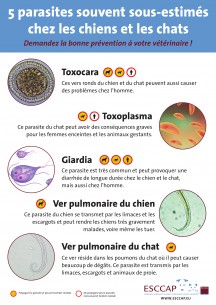 5 parasites souvent sous-estimés chez les chiens et les chats A3 affiche