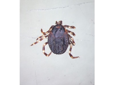 Hyalomma rufipes (reuzenteek) nu ook aangetroffen in België.