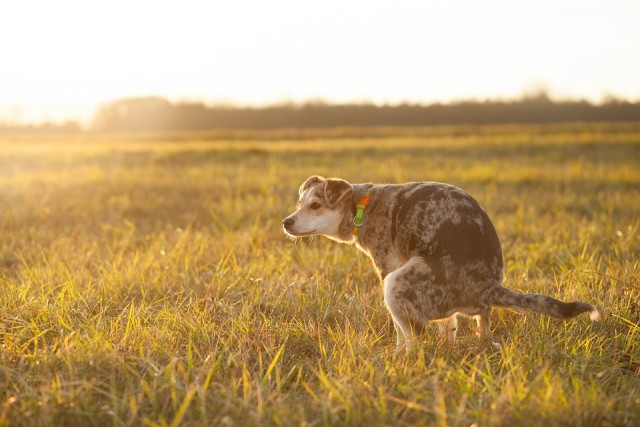 Dog sitting in grass